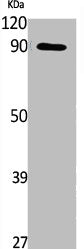 Western Blot analysis of NIH-3T3, cells using Phospho-MLK3 (S674) Polyclonal Antibody