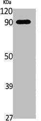 Western Blot analysis of NIH-3T3, cells using Phospho-Catenin-β (S552) Polyclonal Antibody