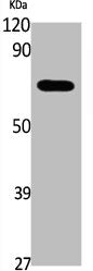 Western Blot analysis of K562, cells using Phospho-EpoR (Y426) Polyclonal Antibody