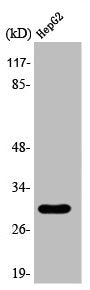 Western Blot analysis of Jurkat cells using 14-3-3 ε Polyclonal Antibody