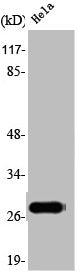 Western Blot analysis of Hela cells using 14-3-3 ζ Polyclonal Antibody