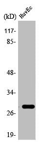 Western Blot analysis of HeLa cells using 14-3-3 θ Polyclonal Antibody