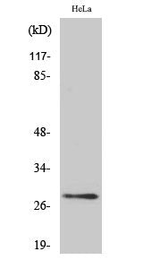 Western Blot analysis of HeLa cells using 14-3-3 θ/ Polyclonal Antibody
