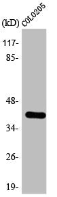Western Blot analysis of COLO205 cells using 3pK Polyclonal Antibody