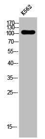 Western Blot analysis of K562 cells using 4.1G Polyclonal Antibody