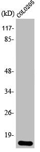 Western Blot analysis of COLO205 cells using 4E-BP1 Polyclonal Antibody