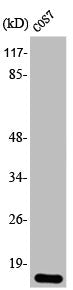Western Blot analysis of COS7 cells using 4E-BP1 Polyclonal Antibody