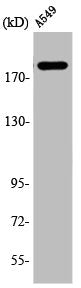 Western Blot analysis of A549 cells using 53BP1 Polyclonal Antibody