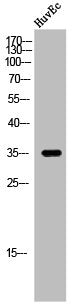 Western Blot analysis of HuvEc cells using 9G8 Polyclonal Antibody