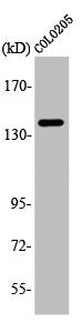 Western Blot analysis of COLO205 cells using A Cyclase V/VI Polyclonal Antibody