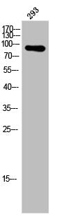 Western Blot analysis of 293 cells using A20 Polyclonal Antibody
