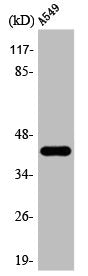Western Blot analysis of HepG2 cells using AARSD1 Polyclonal Antibody