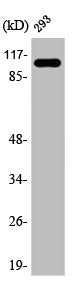 Western Blot analysis of HeLa cells using AASS Polyclonal Antibody