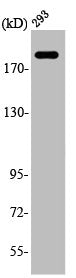 Western Blot analysis of 293 cells using ABCA6 Polyclonal Antibody