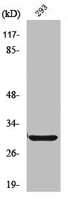 Western Blot analysis of HT29 cells using ABCC13 Polyclonal Antibody