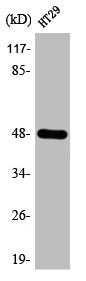 Western Blot analysis of HT29 cells using ABHD2 Polyclonal Antibody