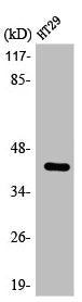 Western Blot analysis of HT29 cells using ABHD7 Polyclonal Antibody