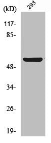 Western Blot analysis of 293 cells using Abi-1 Polyclonal Antibody