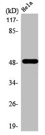 Western Blot analysis of A549 cells using AChRα10 Polyclonal Antibody