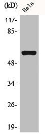 Western Blot analysis of HeLa cells using AChRα3 Polyclonal Antibody