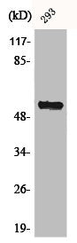 Western Blot analysis of COS7 cells using AChRα5 Polyclonal Antibody
