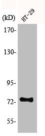 Western Blot analysis of HT29 cells using ACSS1 Polyclonal Antibody