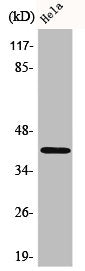Western Blot analysis of HeLa cells using Actin Polyclonal Antibody