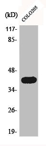 Western Blot analysis of COLO205 cells using Actin α3 Polyclonal Antibody