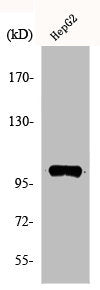 Western Blot analysis of HuvEc cells using Actinin-α2/3 Polyclonal Antibody