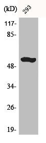Western Blot analysis of mouse liver cells using ACTR-IB Polyclonal Antibody
