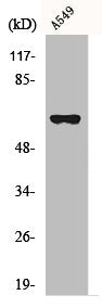 Western Blot analysis of RAW264.7 cells using ADCK1 Polyclonal Antibody