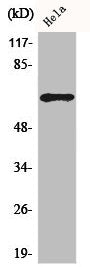 Western Blot analysis of HuvEc cells using ADCK5 Polyclonal Antibody
