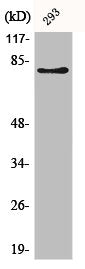 Western Blot analysis of 293 cells using Adducin β Polyclonal Antibody