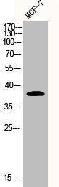 Western Blot analysis of MCF7 cells using Adenosine A3-R Polyclonal Antibody