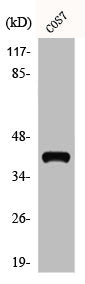 Western Blot analysis of COS7 cells using ADH7 Polyclonal Antibody