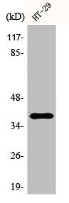 Western Blot analysis of K562 cells using AHA-1 Polyclonal Antibody