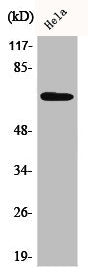 Western Blot analysis of HeLa cells using AIFL Polyclonal Antibody