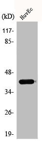 Western Blot analysis of HuvEc cells using AIM2 Polyclonal Antibody