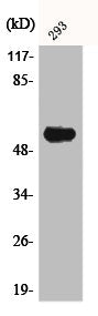 Western Blot analysis of 293 cells using AIRE-1 Polyclonal Antibody