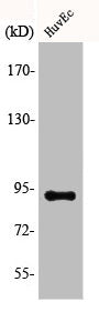 Western Blot analysis of COLO205 cells using AKAP 149 Polyclonal Antibody