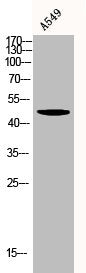 Western Blot analysis of A549 cells using Akt Polyclonal Antibody