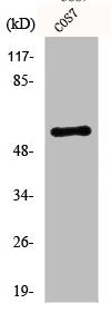 Western Blot analysis of COS7 cells using Akt Polyclonal Antibody