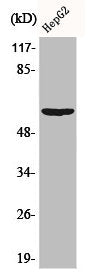 Western Blot analysis of HepG2 cells using Akt1 Polyclonal Antibody