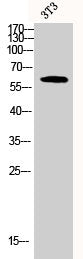 Western Blot analysis of 3T3 cells using Akt2 Polyclonal Antibody