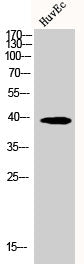 Western Blot analysis of HuvEc cells using Aldolase B Polyclonal Antibody