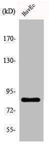 Western Blot analysis of HuvEc cells using ALS2CR8 Polyclonal Antibody