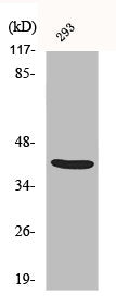 Western Blot analysis of 293 cells using ALX3 Polyclonal Antibody