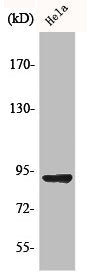 Western Blot analysis of COLO205 cells using AMPD2 Polyclonal Antibody