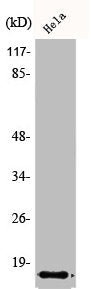 Western Blot analysis of HeLa cells using Amylin Polyclonal Antibody