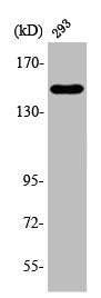 Western Blot analysis of COLO205 cells using ANKRD30A Polyclonal Antibody